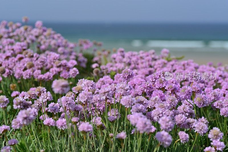 Sea Thrift，泽西，英国